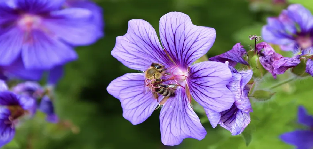 How to Deadhead Dianthus Plants
