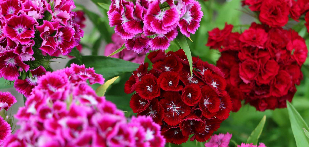 How to Deadhead Sweet William