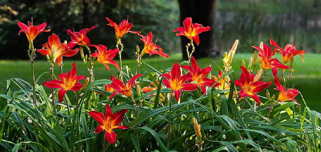 How to Divide Daylily Plants