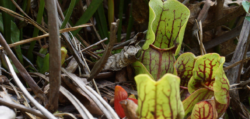How to Feed Carnivorous Plants