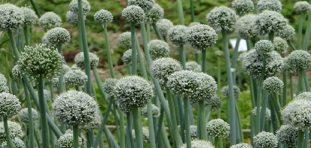 How to Fertilize Onions Plants