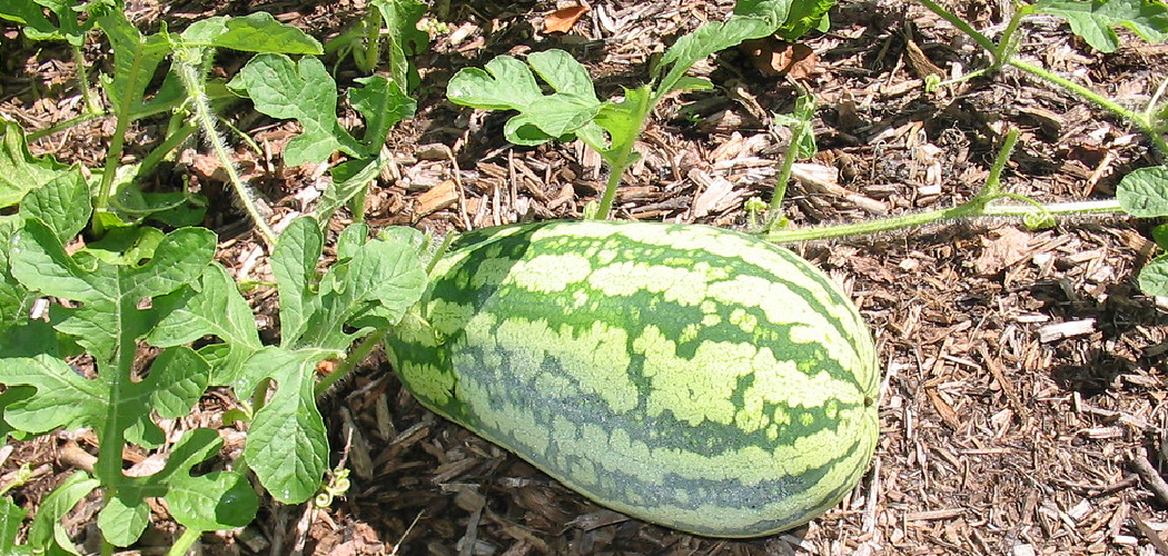 How to Fertilize Watermelon Plants