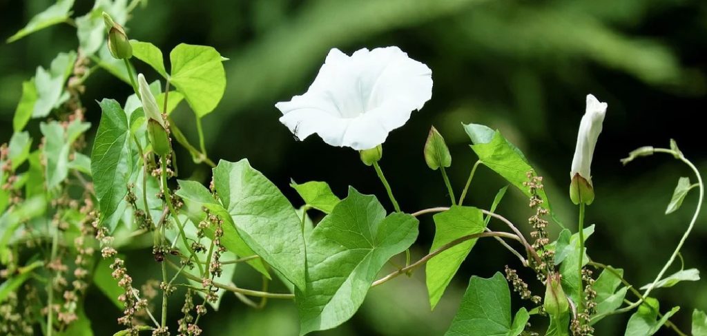 How to Get Rid of Rose of Sharon