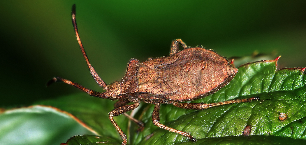 How to Get Rid of Squash Bugs in the Garden