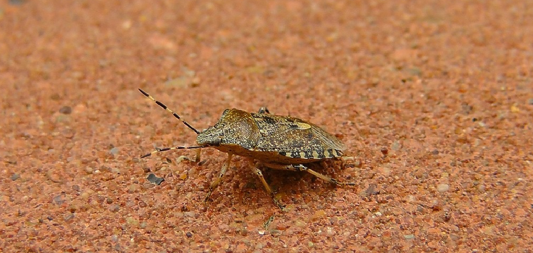 How to Get Rid of Stink Bugs on Plants