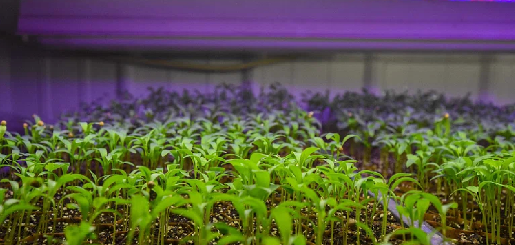 How to Grow Alfalfa Sprouts in a Tray