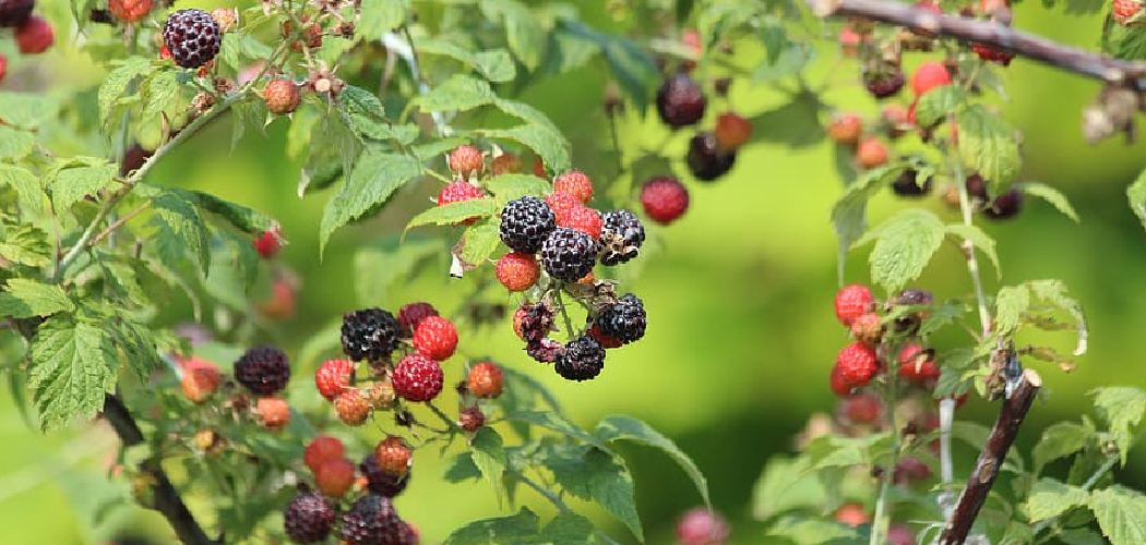 How to Grow Black Raspberry Plants