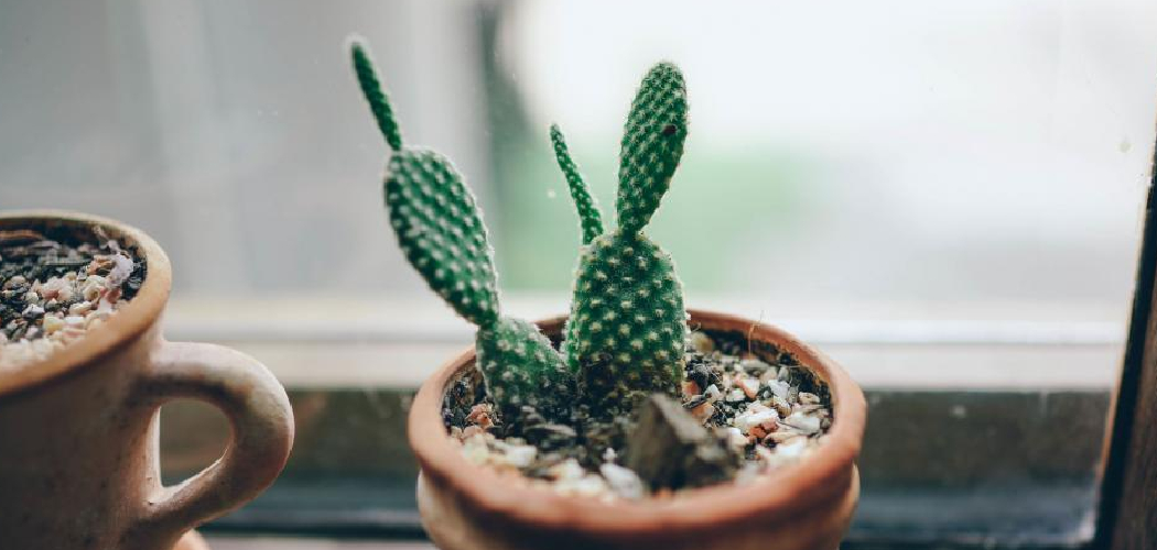 How to Grow Cactus Plants