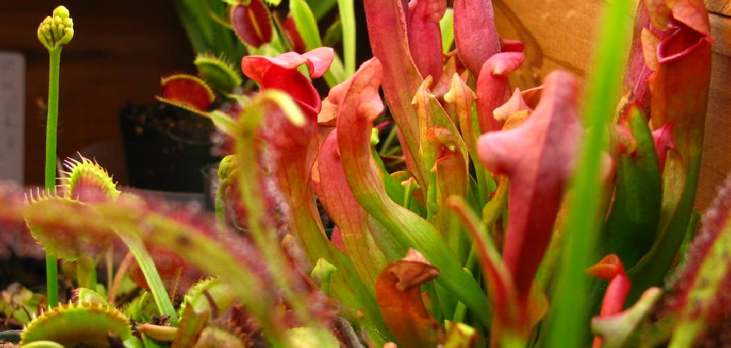 How to Grow Carnivorous Plants