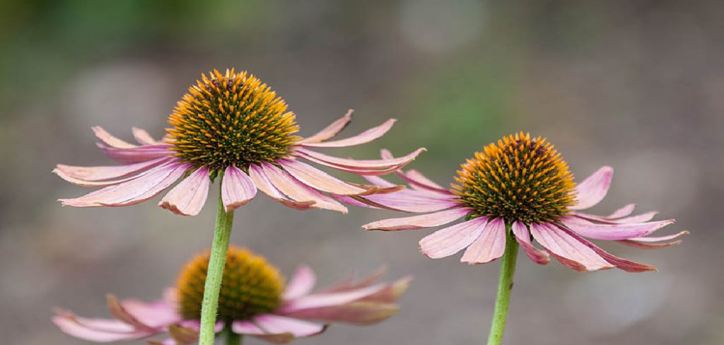 How to Grow Echinacea Plants