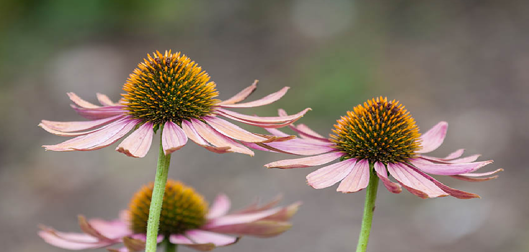 How to Grow Echinacea Plants