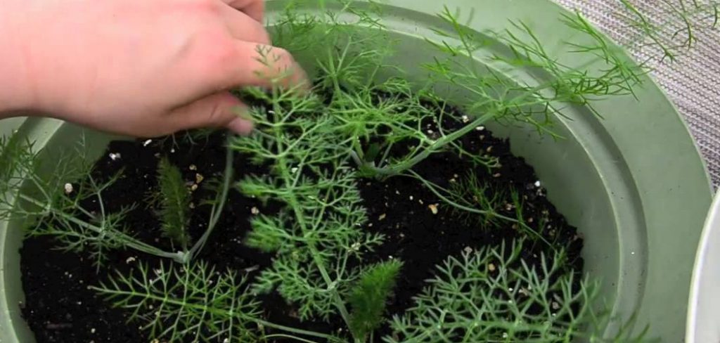 How to Grow Fennel in Pots