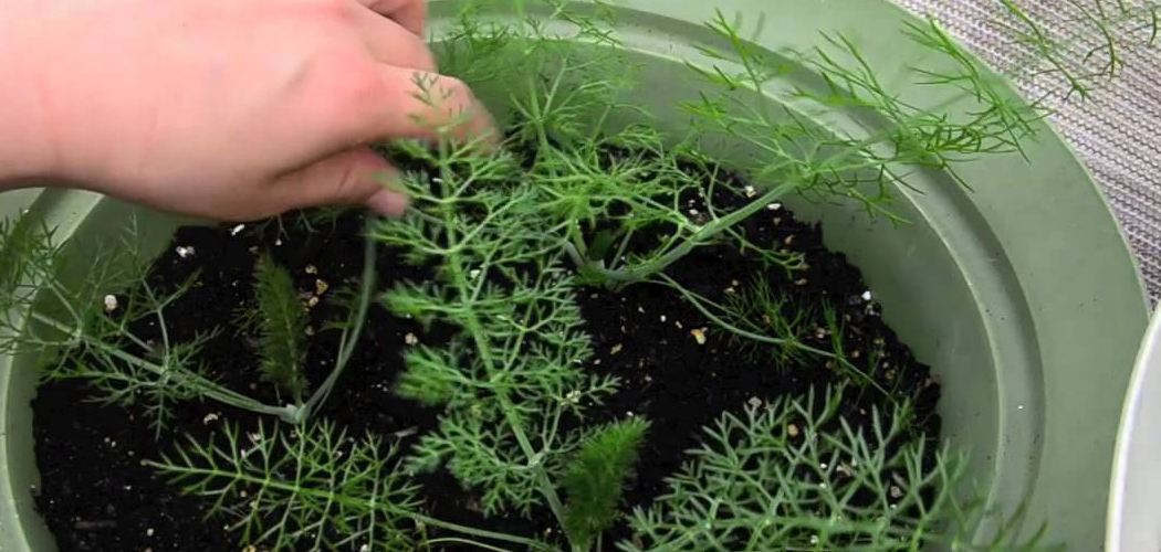 How to Grow Fennel in Pots