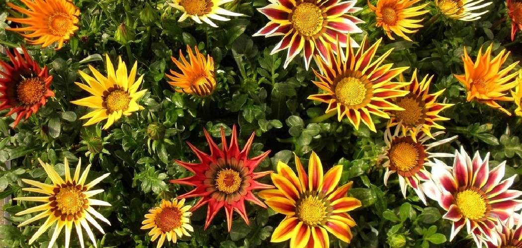 How to Grow Gazania