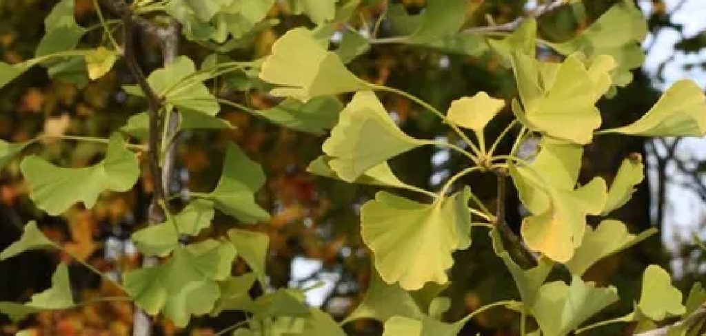 How to Grow Ginkgo Biloba From Cuttings