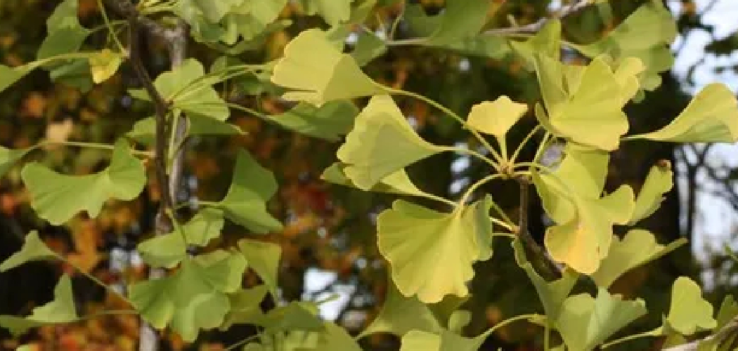 How to Grow Ginkgo Biloba From Cuttings