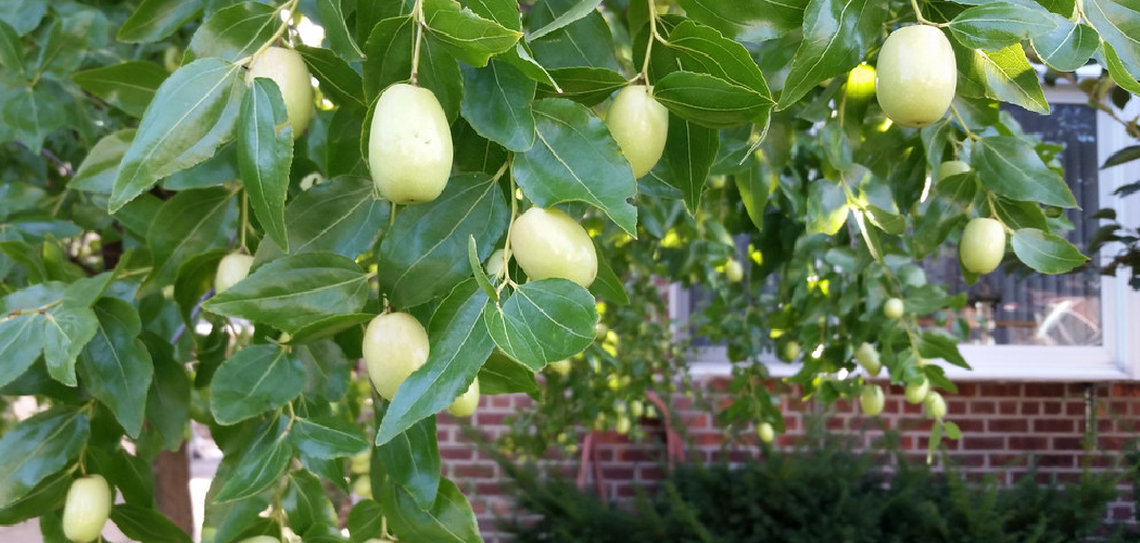 How to Grow Jujube Tree