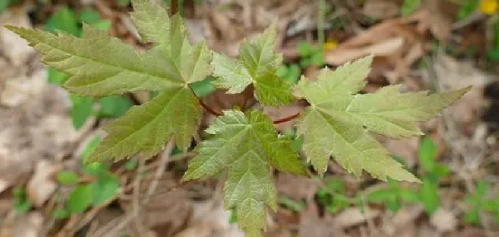 How to Grow Maple Trees From Cuttings