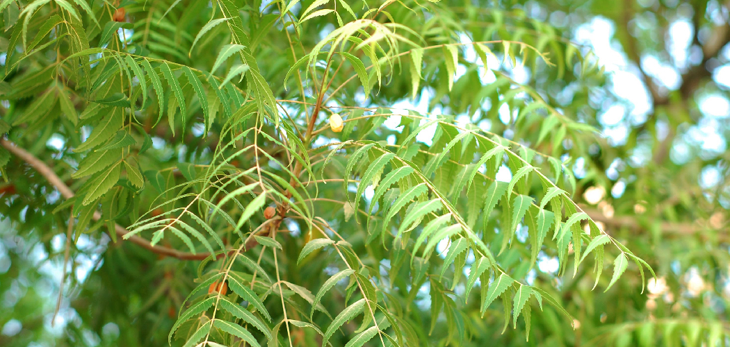 How to Grow Neem Plant