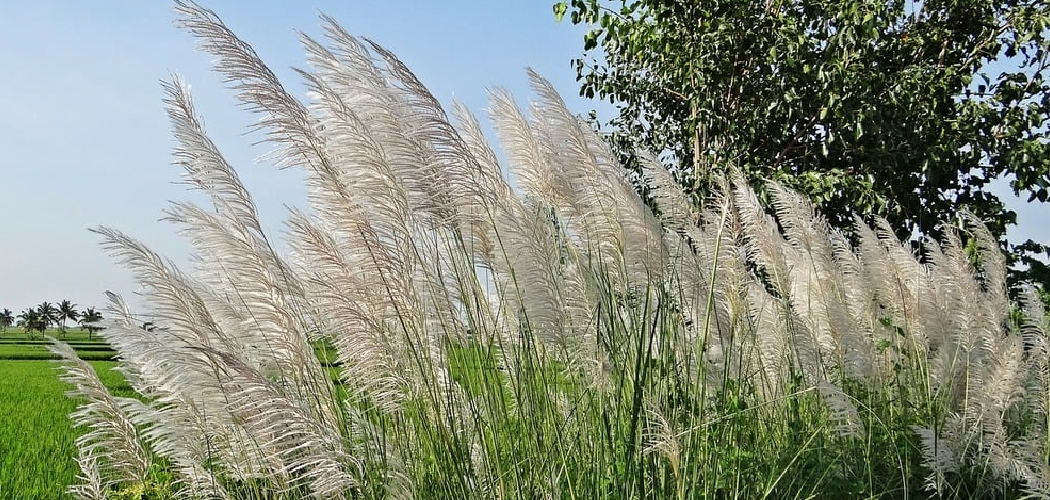How to Grow Pampas Grass