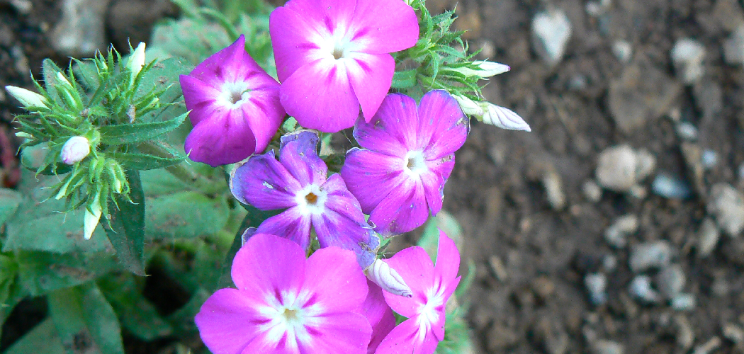How to Grow Phlox Plants