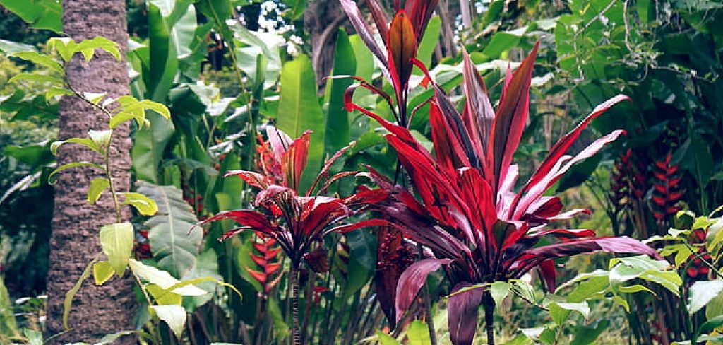 How to Grow Ti Plants