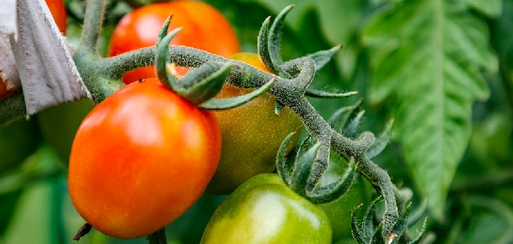 How to Grow Tomato Plants in Buckets