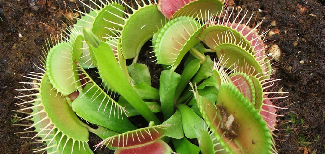 How to Grow Venus Fly Trap Plants