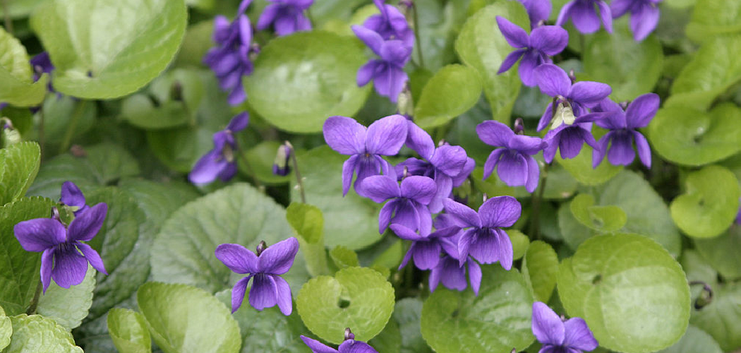 How to Grow Violet