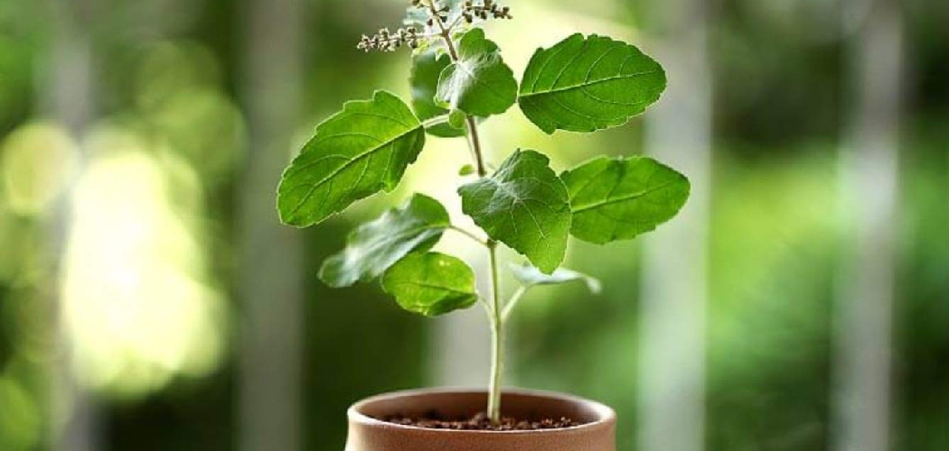 How to Grow a Tulsi Plant