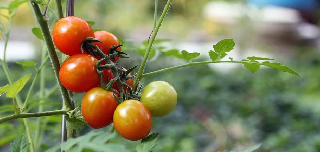 How to Hang Tomato Plants