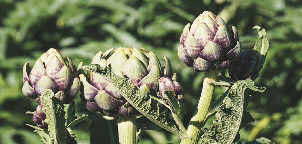 How to Harvest Artichoke Plants