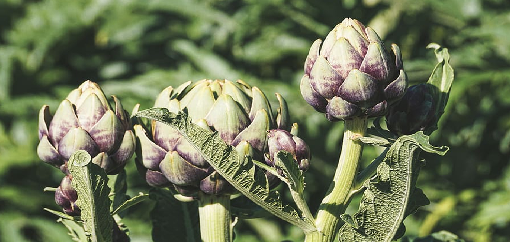 How to Harvest Artichoke Plants