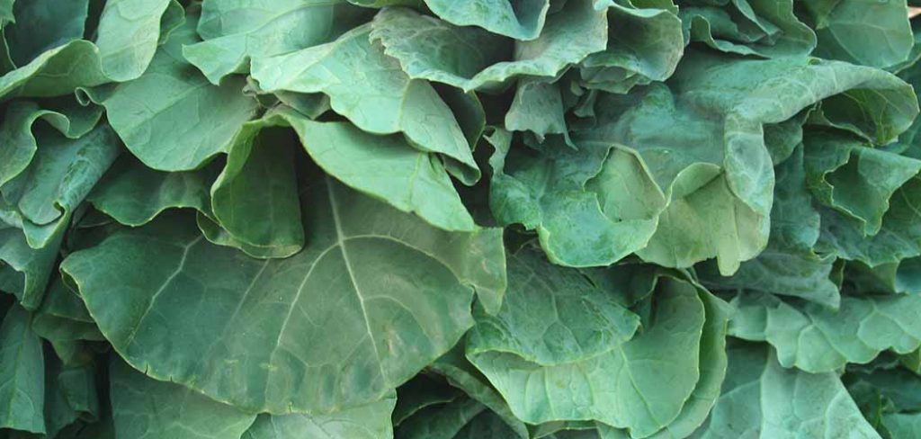 How to Harvest Collard Greens
