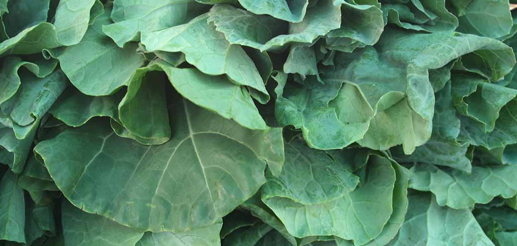 How to Harvest Collard Greens