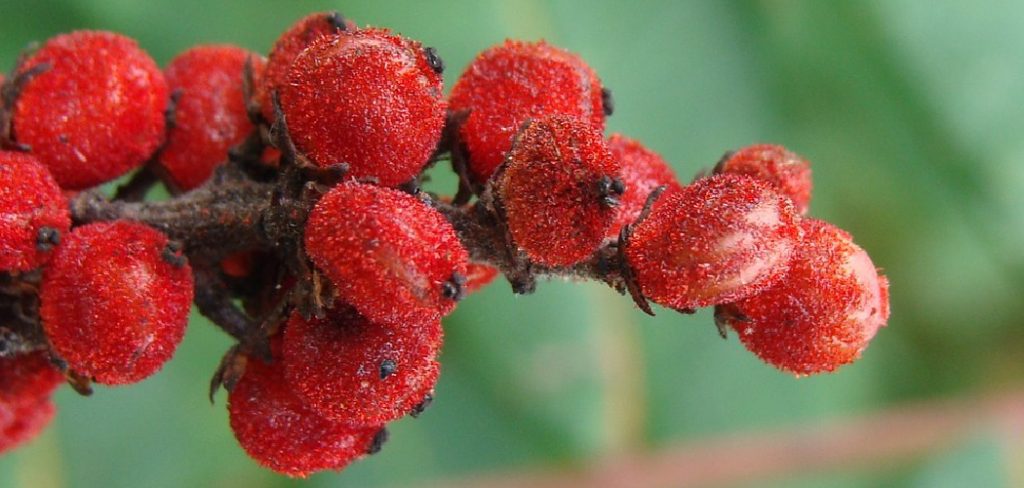 How to Harvest Sumac