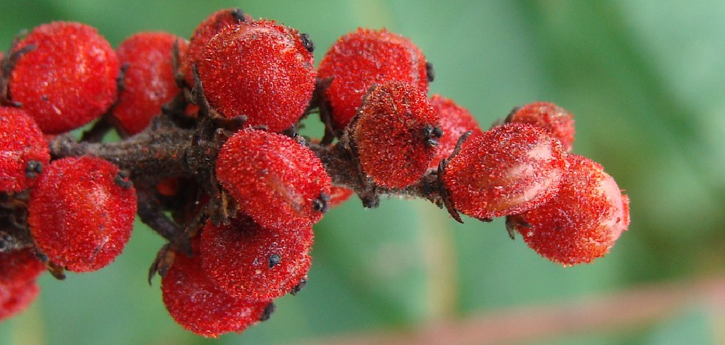 How to Harvest Sumac
