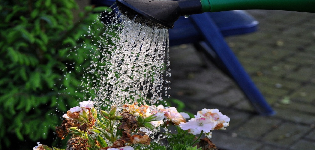 How to Know if Plants Need Water