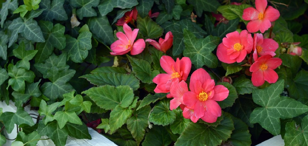 How to Maintain Begonia Plants