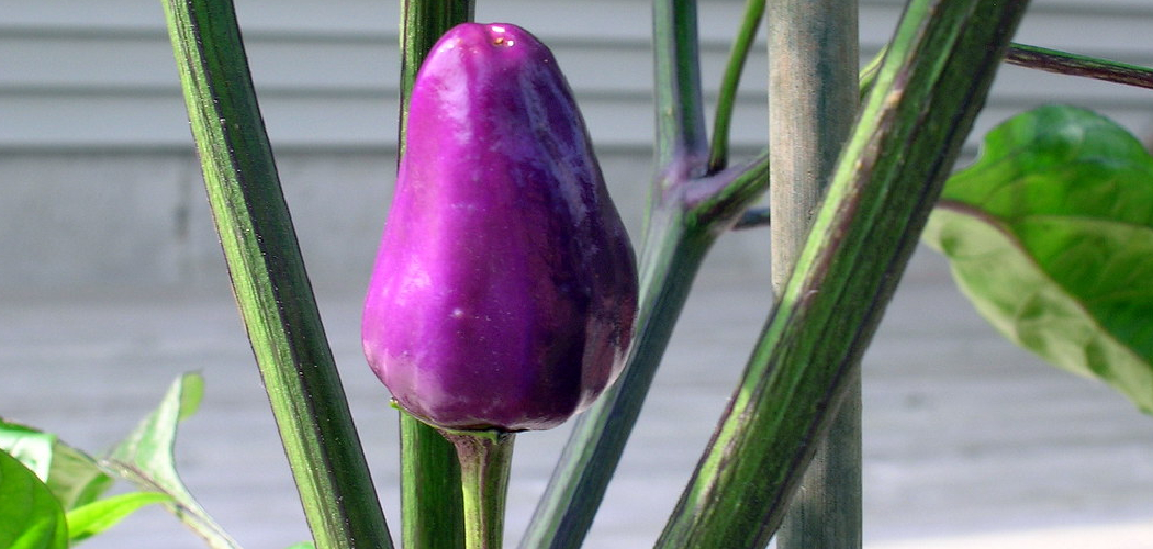 How to Over Winter Pepper Plants