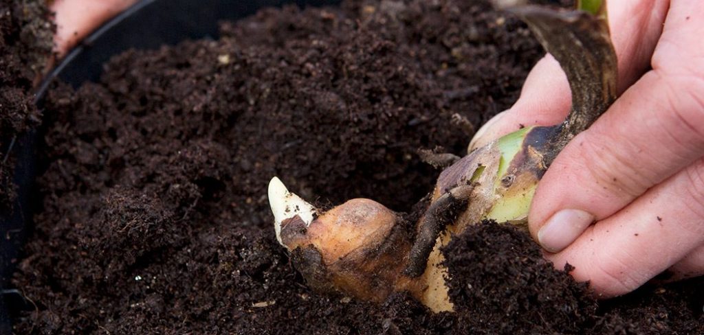 How to Plant Canna Bulbs