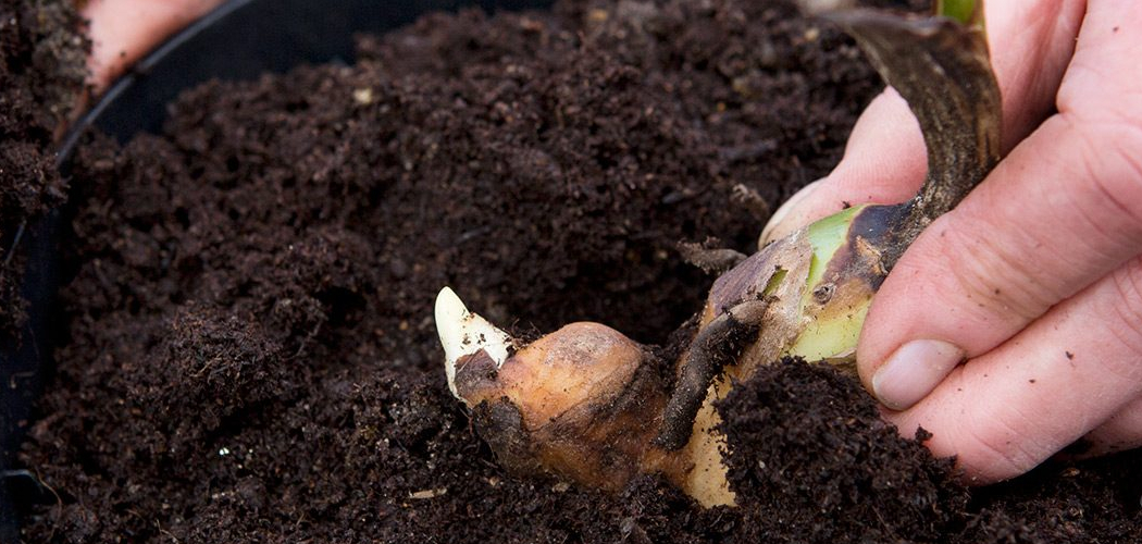 How to Plant Canna Bulbs