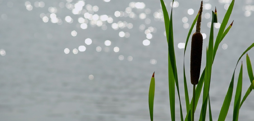 How to Plant Cattails