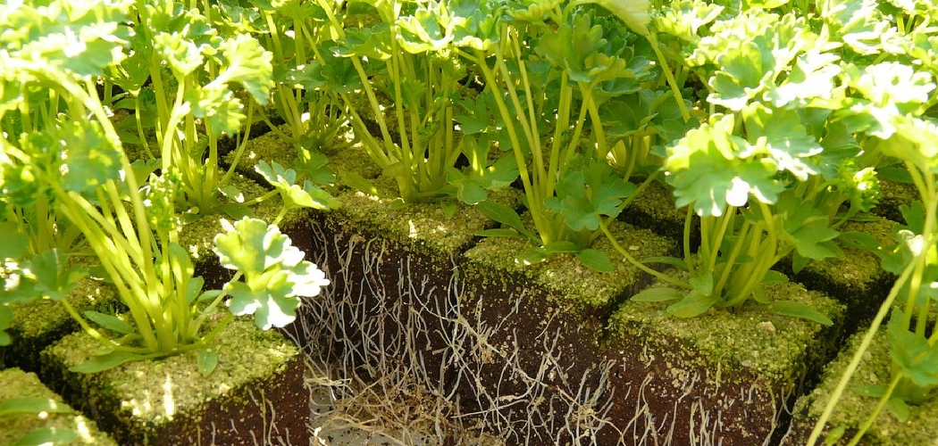 How to Plant Celery Plants