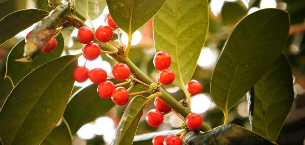 How to Plant Holly Shrubs