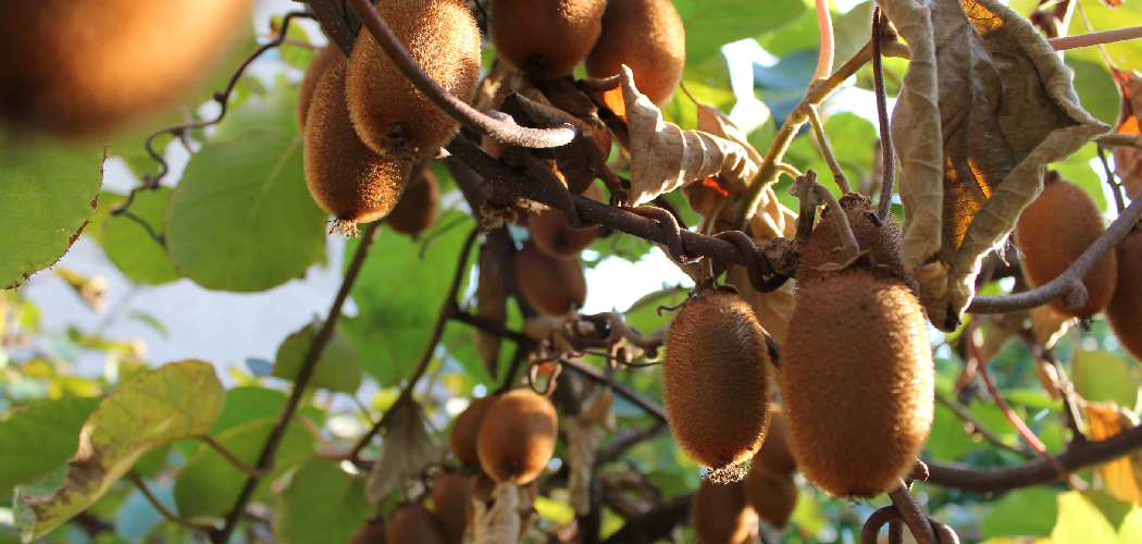 How to Plant Kiwi Tree