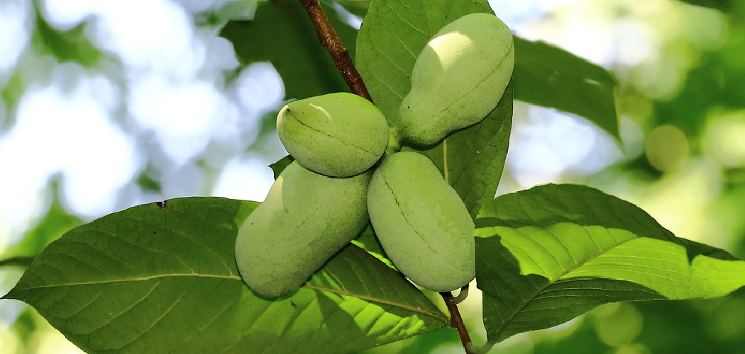 How to Plant Paw Paw Trees