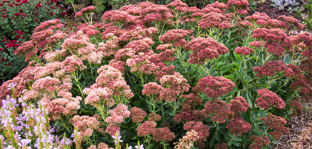 How to Plant Sedum Plants