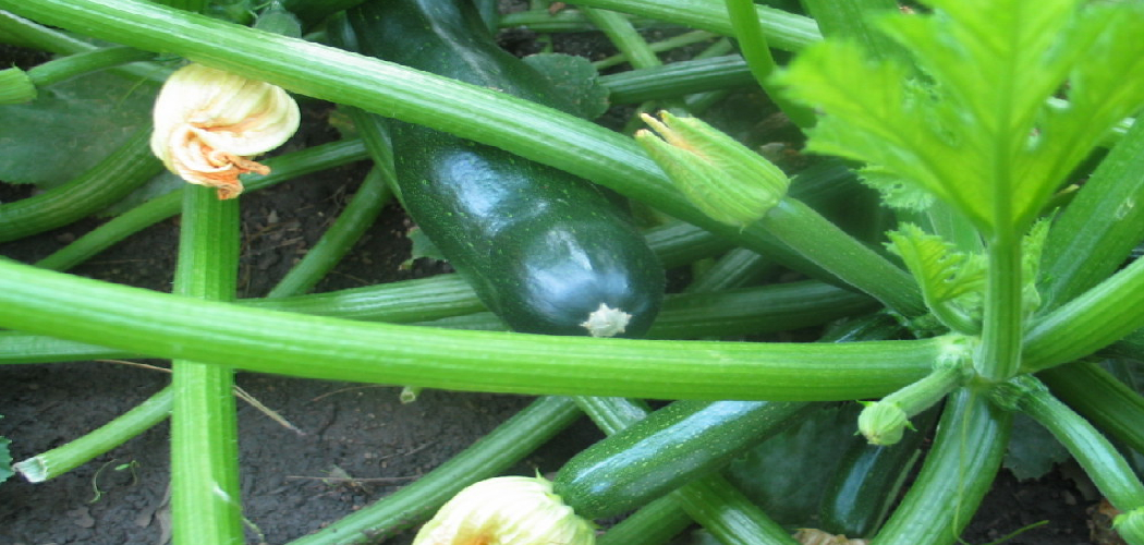 How to Pollinate Squash Plants