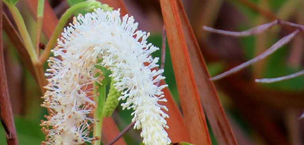 How to Preserve Cattails